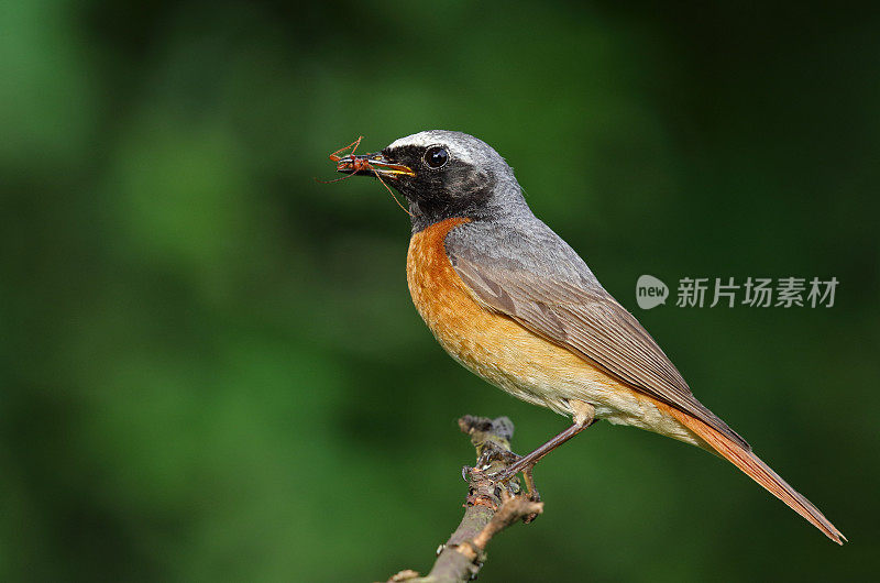 雄性普通红尾鸲(Phoenicurus Phoenicurus)与昆虫